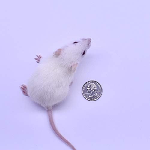 MiceDirect- 50 Rat Weanlings- Fresh Fast Frozen Food Feeders for SubAdult Ball Python Red Tail Boa Monitor Lizard Birds of Prey Pet Reptiles