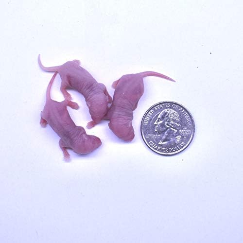 MiceDirect Frozen Mice Combo Pack of 15 Small Pinkies & 15 Pinkies Feeder Mice - Food for Corn Snakes, Ball Pythons, Lizards – 40 Ounce (Pack of 30)