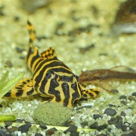 Aquatic Foods Inc. 12mm 1/2" Sinking Wafers of Algae & Spirulina Ideal for Plecos, Bottom Fish, Catfish, Shrimp, Snails, Crayfish, All Herbivorous & Omnivorous Tropical Fish...AFI Wafers..45-lbs
