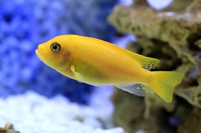 Aquatic Foods Inc. Brine Shrimp Sinking Bites for Guppies, Cichlids, Discus, Corys, Tetras, Bettas All Tropical Fish…3.1oz Squeeze Bottle