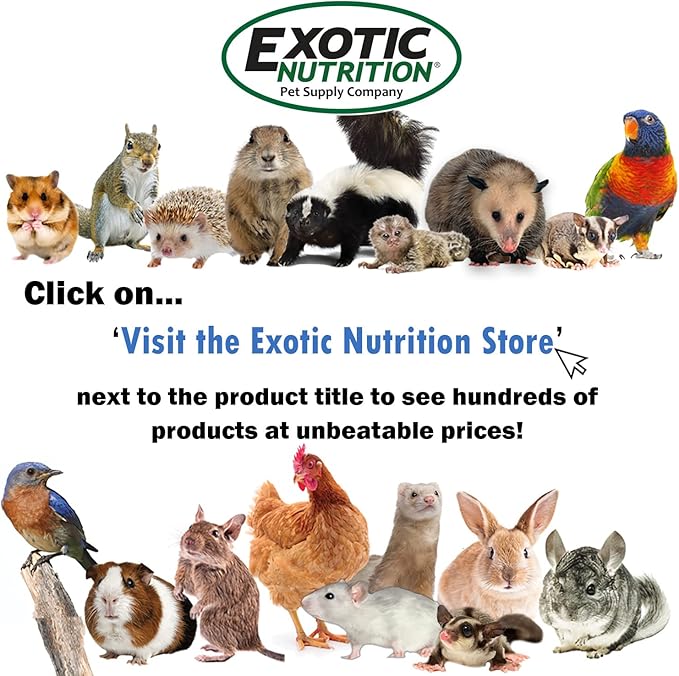 Exotic Nutrition Silent Runner Glow Wheel - 12" Regular - Silent, Fast, Durable Exercise Wheel - Sugar Gliders, Hamsters, Female Rats, Mice & Small Pets