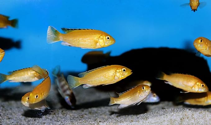 Aquatic Foods Inc. Tropical Fish Flakes, A Complete and Balanced Flake Food for Tropical Fish, Cichlids, Discus, Angel Fish, Bettas, Guppies, Tetras, Goldfish, Marine Fish...AF Flakes…1/4-lb