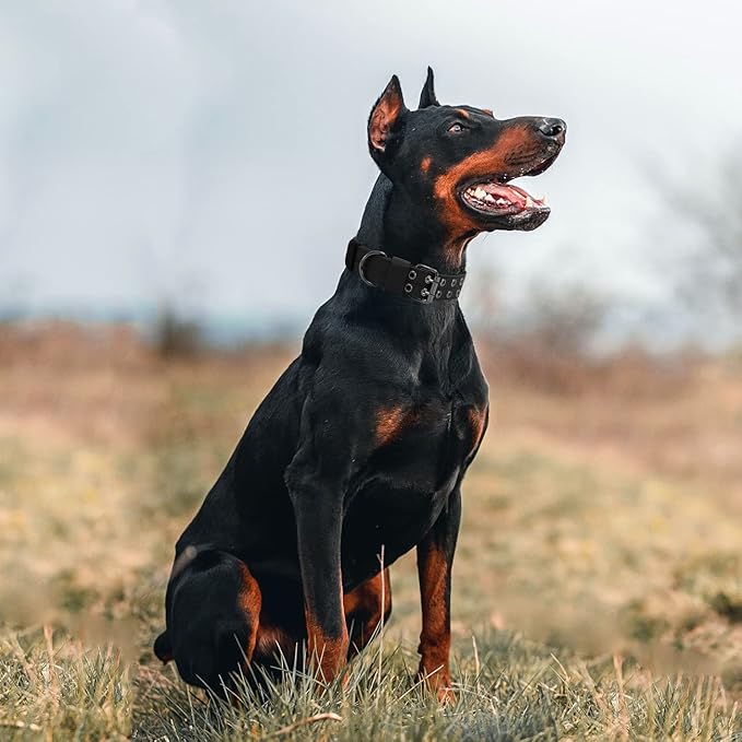 Tactical Dog Collar Military Adjustable Dog Collars Soft Nylon Training Collar with Patch Heavy Duty Metal Buckle Collars for Medium Large Dogs (Black, M)
