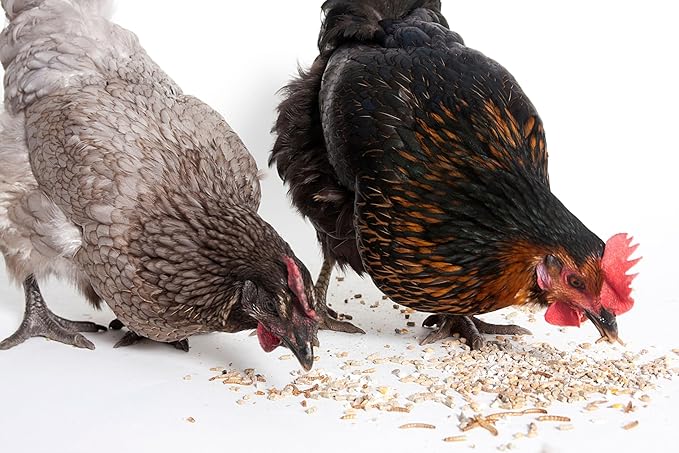 Wild Bird Mealworms Suet Cakes, High Protein Feed, Pack of 6, Size 4.5"x4.5"x1.0" Poultry Feed, Cattle Feed (4.5"x4.5"x1.0", Mealworms)