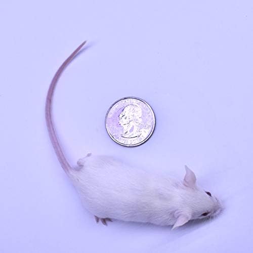 MiceDirect EST. 2003 20 Frozen Mice Combo Pack of 10 Hoppers and 10 Weanling Feeders Snake Food for Mice for Juvenile Ball Python Adult Milk Corn Snakes (1.5-2.5 in)(200 Grams Min)