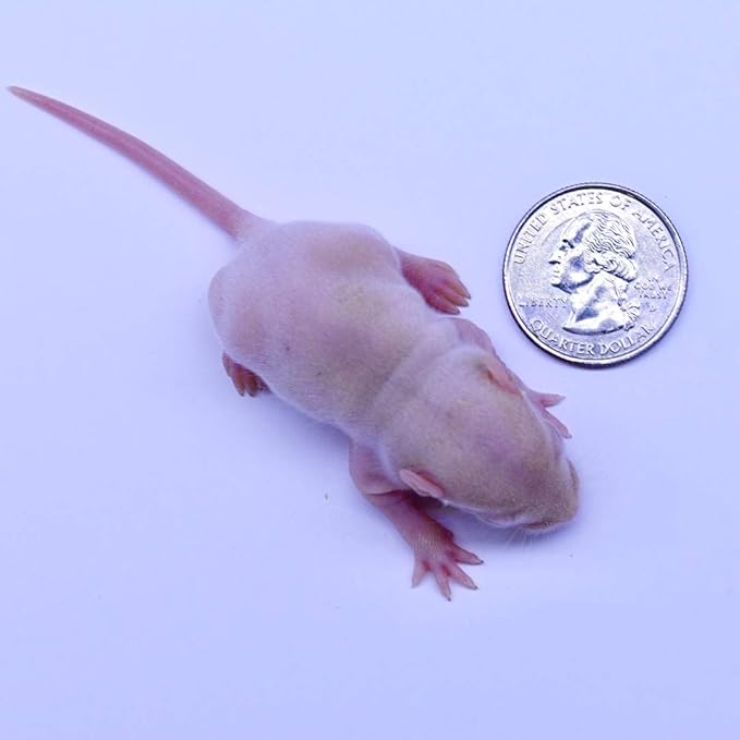MiceDirect EST. 2003 30 Frozen Rat Combo Pack 15 Rat Fuzzies and 15 Pup Feeders Snake Food for Baby Ball Pythons and Boas (2-3.5 in)(435 Grams Min)
