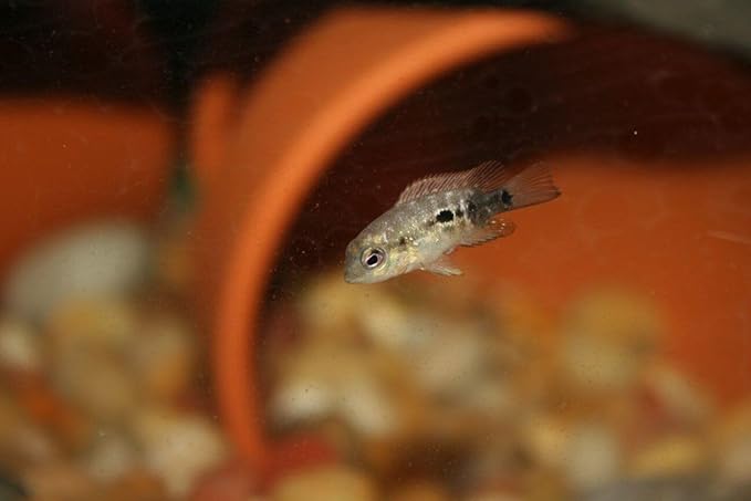 Aquatic Foods Inc. Nano Fry Powder, 55% Protein Vitamin Rich Floating/Slow Sinking Powdered Fry Growth Food for All Tropical Fish, Baby Cichlids, Bettas, Tetras, Guppies...2.4oz Squeeze Bottle