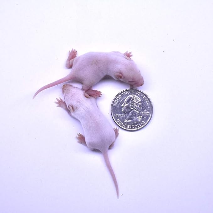 MiceDirect EST. 2003 150 Frozen Mice Small Fuzzie Feeders Snake Food for Juvenile Hognose Corn Milk (.5-1 in) (450 Grams Min)