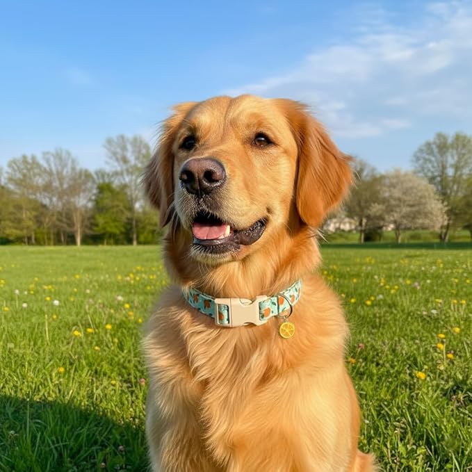 Dog Collar, Spring Summer Dog Collar with Orange Print and Charm, Cute Spring Summer Fruit Collar with Soft & Breathable Fabric, Adjustable Pet Collar for Small Dogs