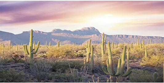 AWERT Reptile Habitat Background Blue Sky Oasis Mountain Cactus Sun and Desert Terrarium Background 30x12 inches