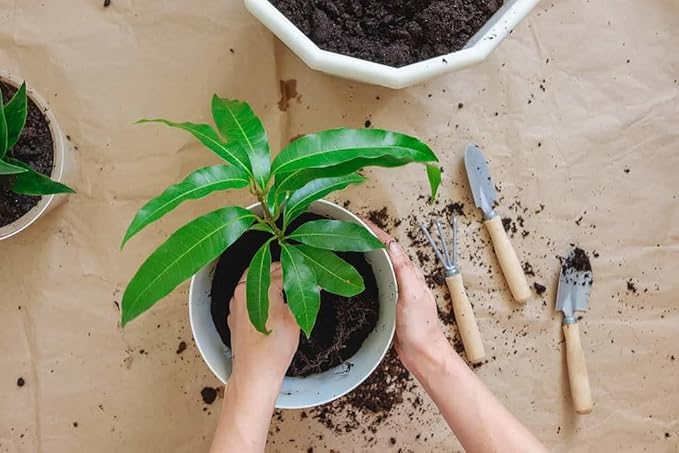 GARDENERA Mango Tree Potting Soil - Enhance Fruiting and Health with Professional Grade Nutrient-Rich Mix - 3 Quart