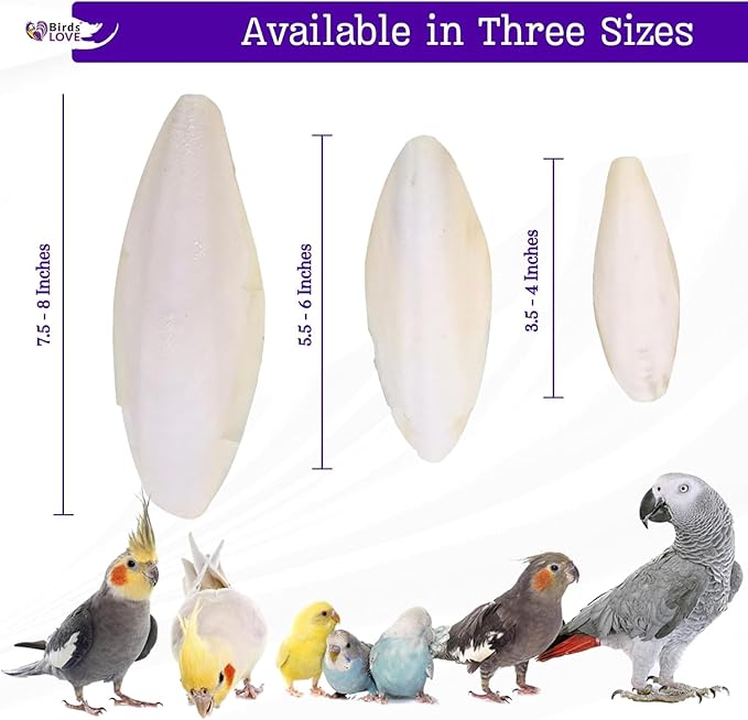 Birds LOVE Natural Cuttlebone | 100% Pure Sun-Dried Calcium Supplement for Birds, Tortoises, Snails & Crabs | Supports Beak & Shell Health | Easy to Chew | 12 Pack, Size 7.5 to 8"