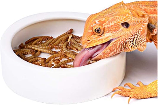 Reptile Food Water Bowl, 2 pcs Ceramics Worm Dish ,Anti-Escape Reptile Water Feeder ,Mealworm Bowl for Lizard Gecko Bearded Dragon, (S,M,L) (Large)
