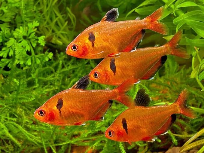 Aquatic Foods Inc. 1mm - 1/32, 35% Protein Economy Floating Pellets for All Community Fish, Tetras, Guppies, Angel Fish, Cichlids, Goldfish. All Tropical Fish - WL…2-lbs Foil Pouch Bag