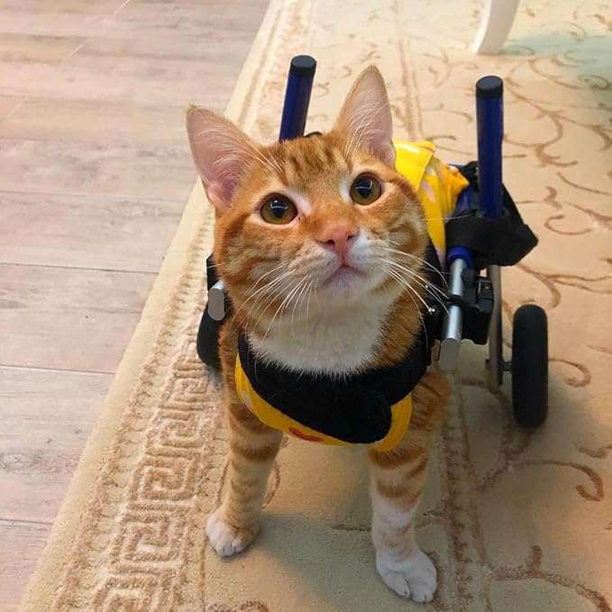 Walkin' Wheels Lightweight – for Small Cats 2 to 20 Pounds – Veterinarian Approved – Cat Wheelchair for Back Legs, for Cats 11-20 lbs, 9-13 inches Leg Height – Pink