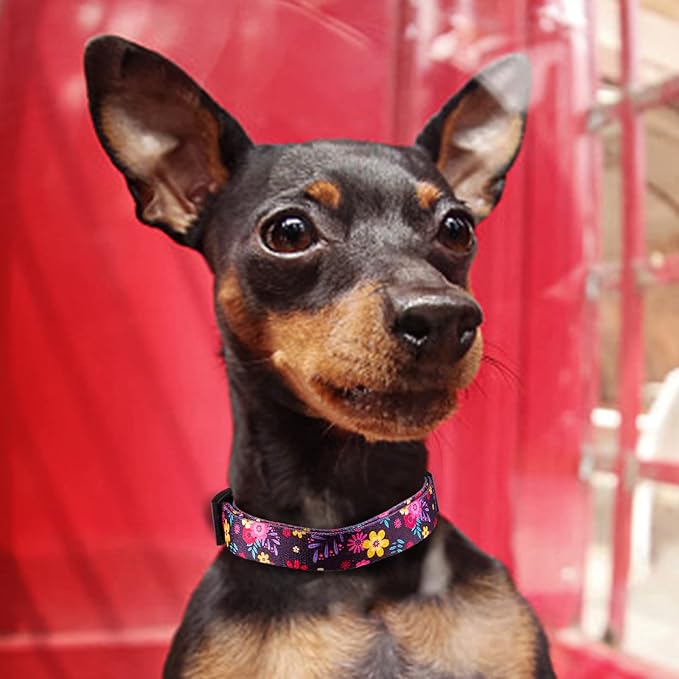 QQPETS Adjustable Soft Dog Collar: Print Flower Pink Multicolor Cute Patterns for XS Small Medium Large Pet Girl Boy Puppy Walking Running Training (S, Elegant Purple)
