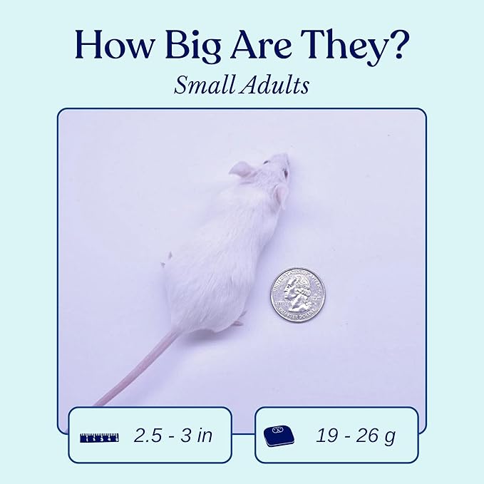 MiceDirect EST. 2003 150 Frozen Mice Small Adult Feeders Snake Food for Juvenile Red Tail Boas Ball Pythons Adult Sand Boas Milks Corn (2.5-3 in) (2850 Grams Min)