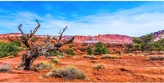 AWERT 30x18 inches Reptile Habitat Background Blue Sky Oasis Orange Desert Terrarium Background