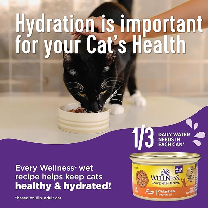 Wellness Complete Health Gravy Adult Wet Cat Food, Natural, Protein-Rich, Grain Free, 5.5 Ounce, 12 Pack, (Salmon Entree)