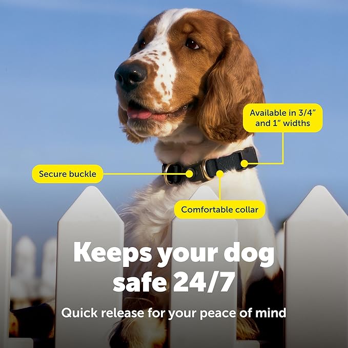 PetSafe KeepSafe Collar for Dogs - Protects Against Collar Accidents - Long Lasting - Durable - Adjustable - Breakaway - Outdoor-Safe - Small - 3/4 In. Wide - Red