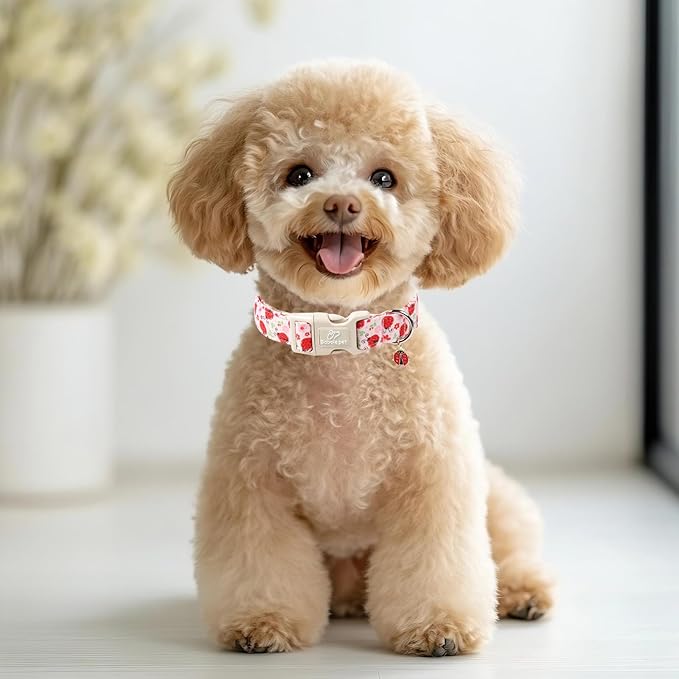 Lucky Ladybug Dog Collar for Small Dogs - Sweet Pink Girl Dog Collars, Lightweight Adjustable Spring Garden Mom Dogs Collars with Quick Release Buckle S