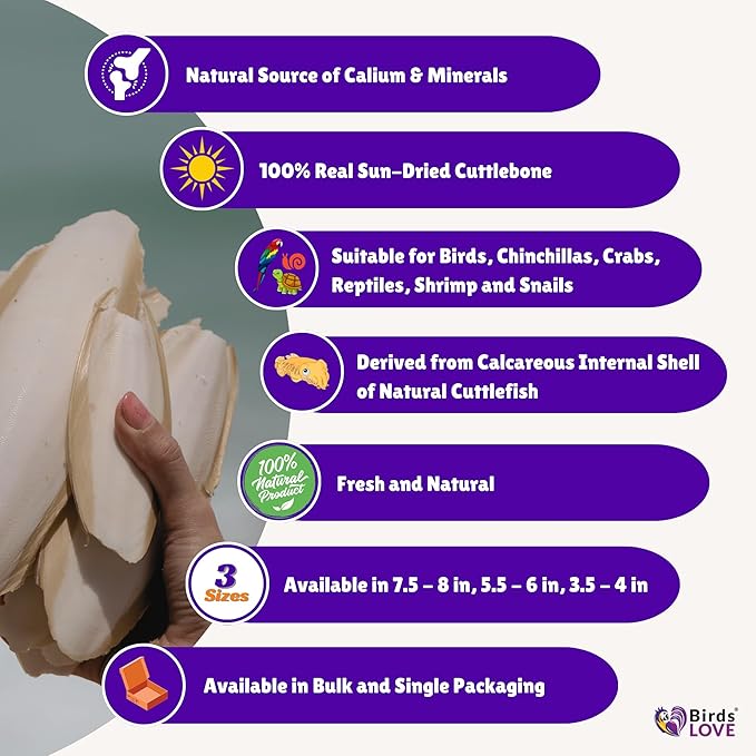 Birds LOVE Natural Cuttlebone for Birds & Reptiles – 100% Pure Sun-Dried Calcium Supplement – Supports Beak, Bone & Shell Strength – Daily Use - 3 Pack with Holder, Size 5.5 to 6"