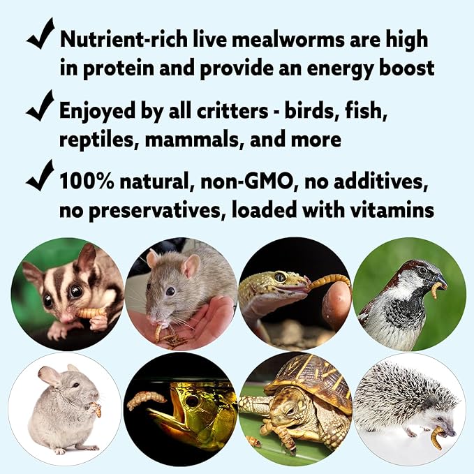 Exotic Nutrition Medium Live Mealworms (1/2") (4,000 Pack)