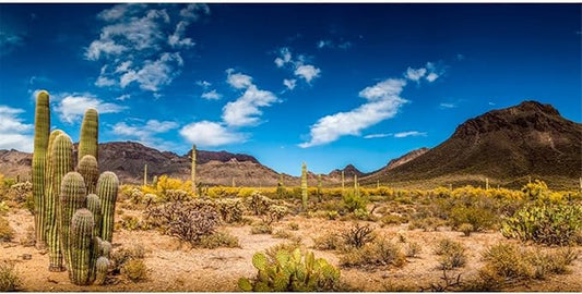 AWERT 36x24 inches Reptile Habitat Background Blue Sky Oasis Cactus Desert Terrarium Background Vinyl