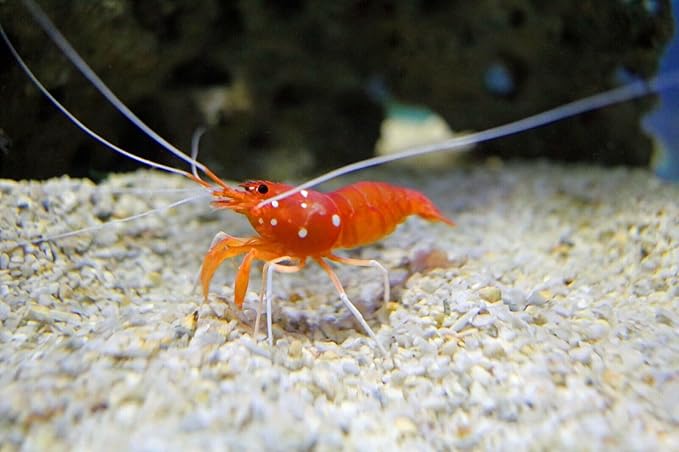 Aquatic Foods Inc. 8mm - 1/3" Brine Shrimp & Red Algae Color Enhancing Sinking Wafers for Shrimp, Snails, Crabs, Plecos, Catfish. Bottom and All Tropical Fish...WL 4-lbs 12oz Lg Jar