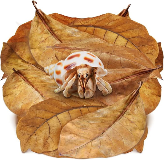 SunGrow 10 Pack Large Hermit Crab Catappa Indian Almond Leaves, 7-9 inches Long, Dried Leaves for Added Humidity, Delicious Crab Treat and Source of Cellulose