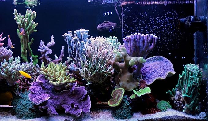 Aquatic Foods Inc. Golden Pearls 5-50 Microns for Tropical Fish Fry and Babies, Corals, Anemones, Reef Tanks…3.1oz Squeeze Bottle