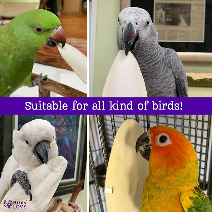 Birds LOVE Natural Cuttlebone – Premium Calcium & Trace Mineral Supplement for Avian Species, Tortoises, and Snails – Pure Cuttlebone for Parakeets and All Birds - 12 Pack, Size 3.5 to 4"