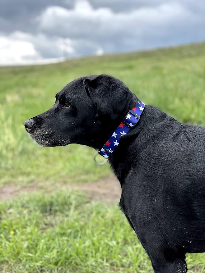 Native Pup American Flag Dog Collar- Red White and Blue- Patriotic Collars for 4th of July, USA- Adjustable Small, Medium, Large Breed Dogs (Small, Red & White Stars)
