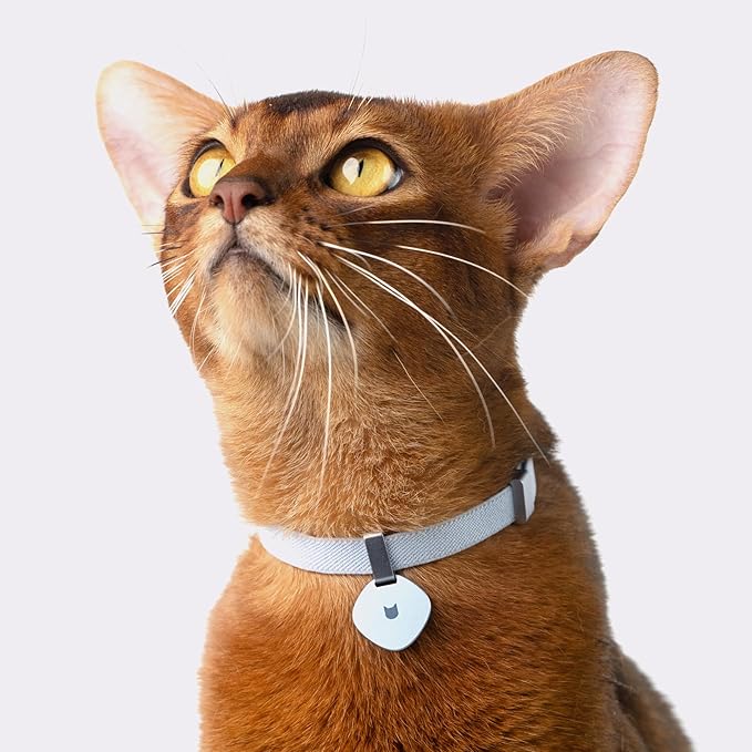 Safety Cat Collar Pro - U.S. IDA Gold Awarding Design, Elastic Quick Release Cat Collar with Buckle Non Breakaway - Lightweight for Kitten All Small Large Cats (Vivid Red, S 5.9-11.8")
