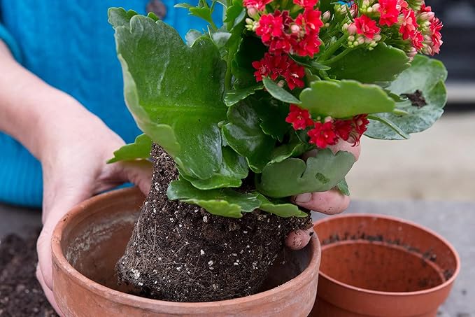Gardenera Kalanchoe Plant Premium Potting Mix - Maintain Ideal Air and Moisture Balance for Success - 3 Quart