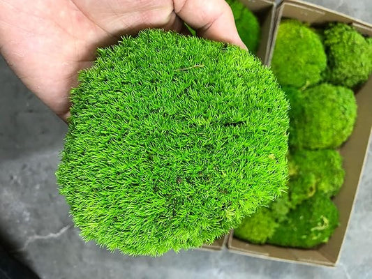 Preserved Pole Moss Pillow Bun Cushion Natural Green Decorative Real Natural Green DIY Kit Terrariums Gardenning Art Wall Decor Florist Decor Easter Table Wedding(1.5 sq.ft, Green-B)