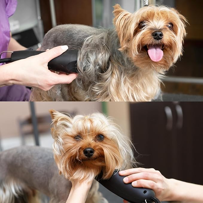 Detachable A Series 10 Blade Dog Grooming Cut Length 1/16" / 1.5mm Japanese Carbonized Steel Dog Grooming Blades 10 (Compatible A5 Series Clippers for Dogs Horses(B10)