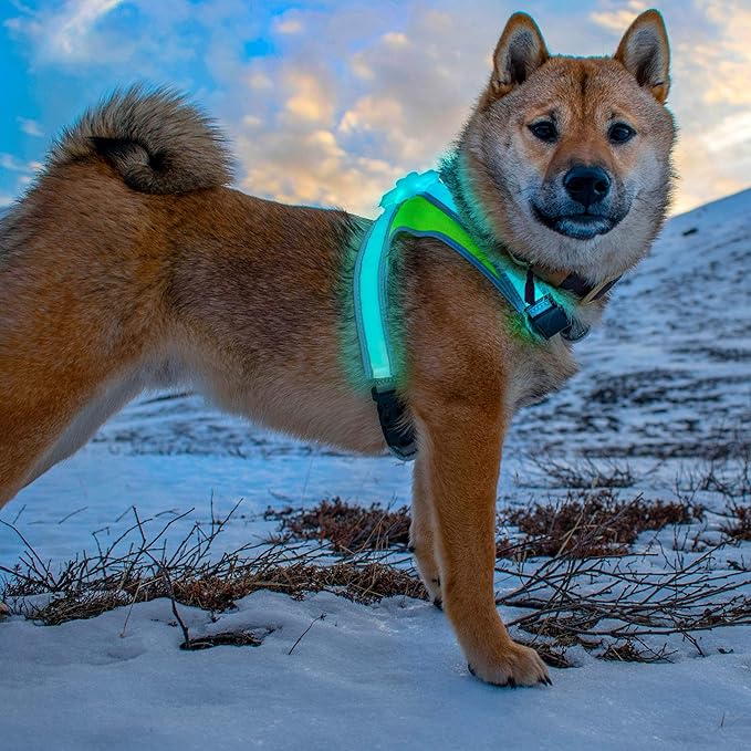 Noxgear LightHound - Multicolor LED Illuminated, Reflective Dog Harness (Medium)