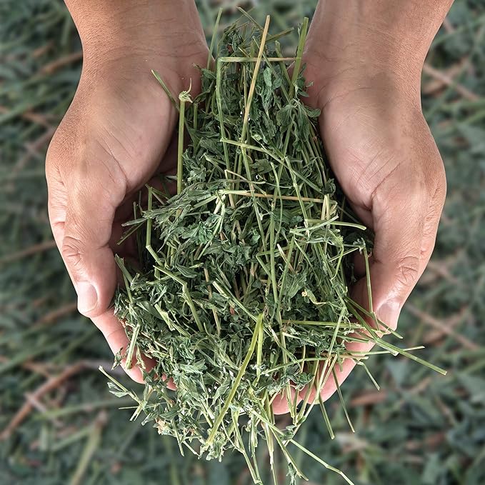 High Desert Alfalfa Hay for Rabbits, Guinea Pigs, Chinchillas & Small Pets – Protein-Rich Natural Hay for Young, Growing Animals – High-Fiber, Hand-Packed, Additive-Free, Grown in USA – 1 lb Box