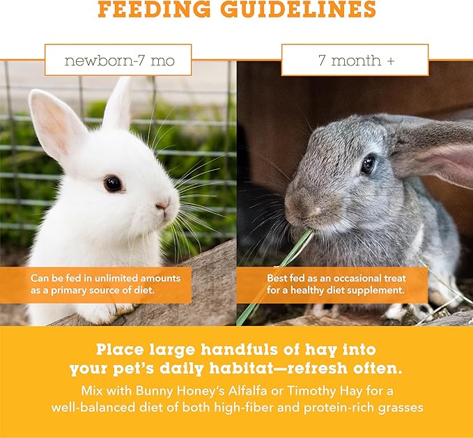 Bunny Honey Orchard Grass Hay for Guinea Pigs, Rabbits, Hamsters & Small Pets Fresh, High-Fiber, Supports Digestive Health & Dental Care, Non-Blended & Fresh Cut