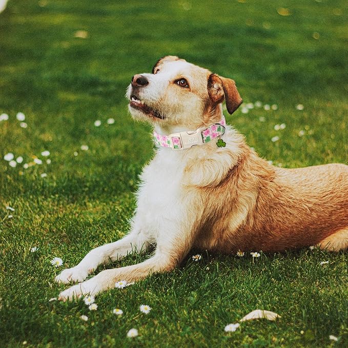 St Patricks Day Dog Collar for Medium Dogs - Cute Light Pink Shamrock Girl Dog Collars, Adjustable Irish Clover Puppy Collar with Quick Release Buckle M
